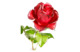 Роза Баркароле бордо из холодного фарфора в стеклянной цилиндрической вазе 50 см