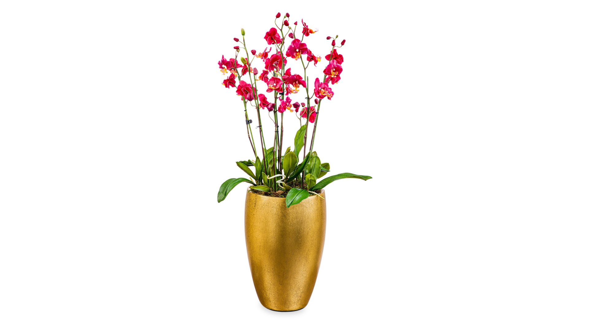 Композиция Орхидея Фаленопсис из холодного фарфора (8 веток с листьями)