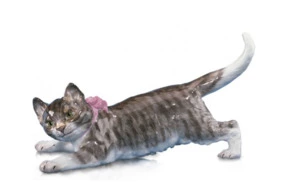 Фигурка Meissen Кот 9 см, Отто Ярл, 1904г, фарфор