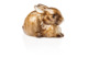 Фигурка Augarten Augarten Заяц сидящий, 4,4 см