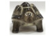 Скульптура ИФЗ Черепаха, светлый панцирь, фарфор твердый