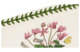 Масленка с крышкой Portmeirion Ботанический сад Маргаритка 18 см