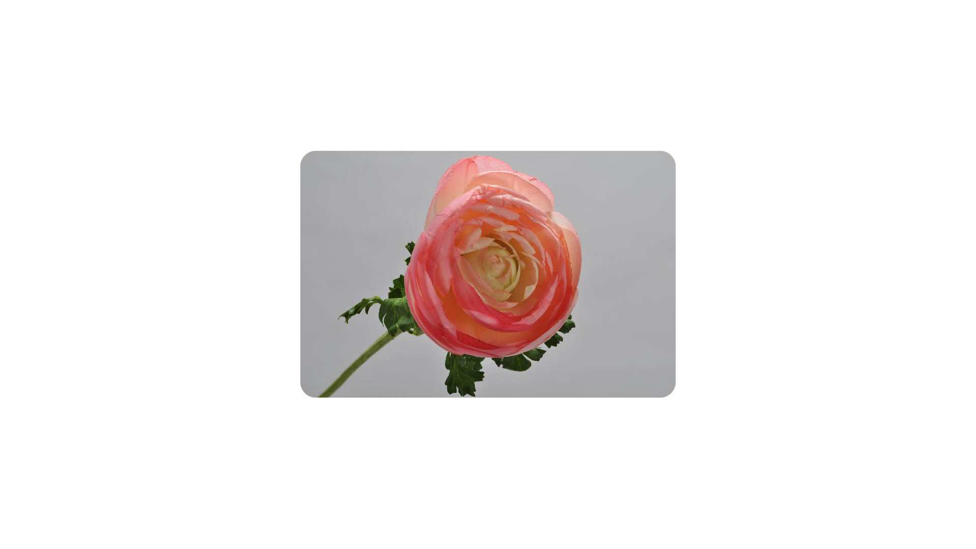 Цветок искусственный Silk-ka "Ранункулюс" 52см (розовый)