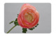 Цветок искусственный Silk-ka "Ранункулюс" 52см (розовый)