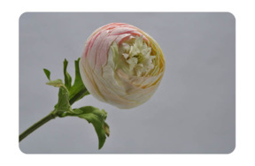 Цветок искусственный Silk-ka "Ранункулюс" 37см (розовый с белым)
