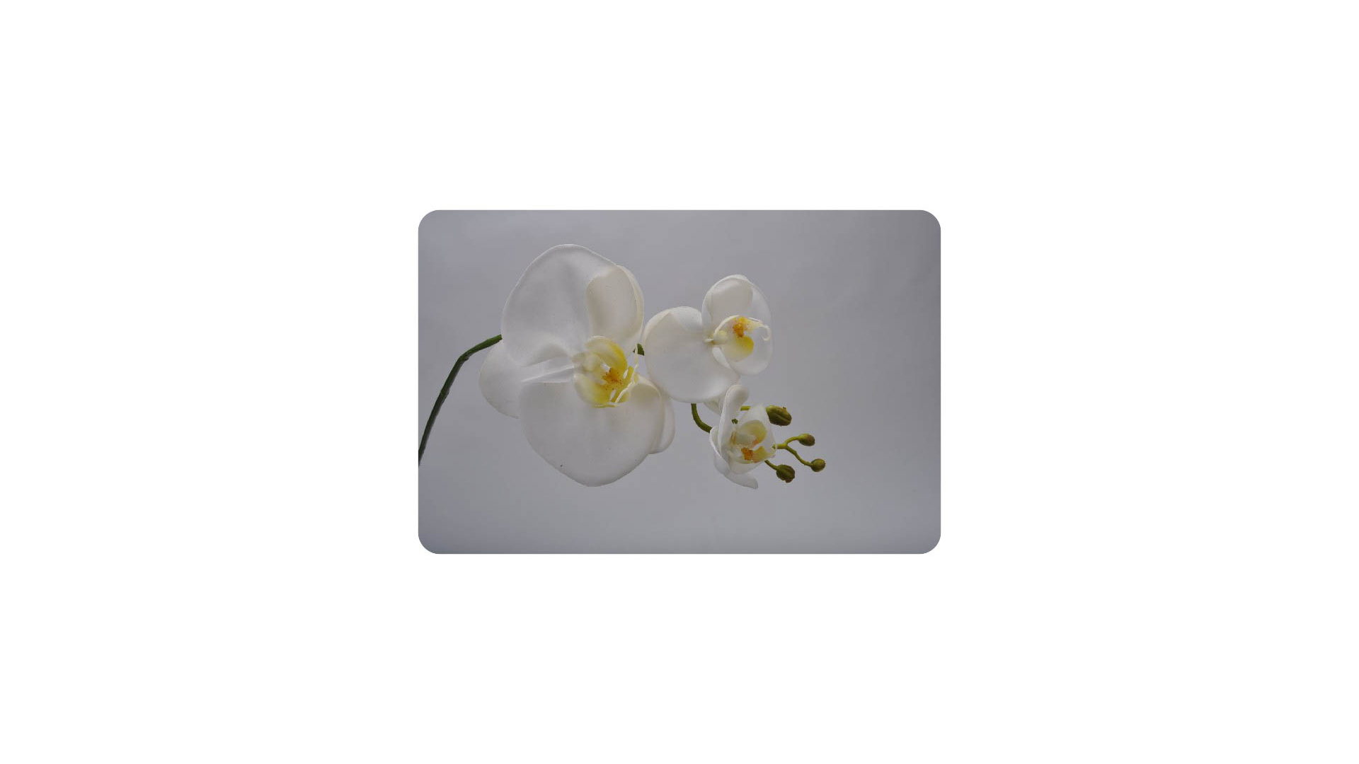 Цветок искусственный Silk-ka "Орхидея" 62см (белый)