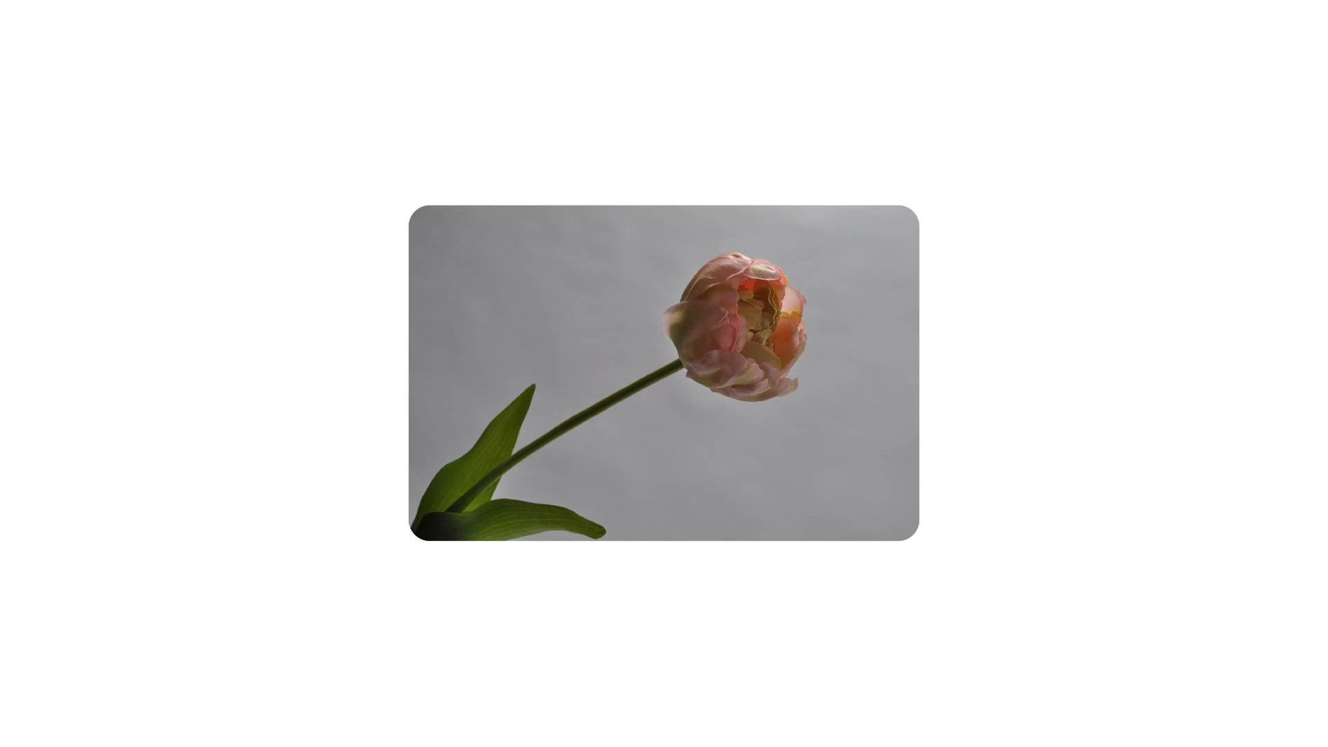 Цветок искусственный Silk-ka "Тюльпан" 68см (розоватый)