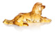 Фигурка Cristal de Paris Собака лежащая 6х10см, янтарная