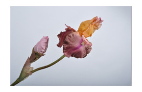 Цветок искусственный Silk-ka "Ирис" 79см (желто-лиловый)