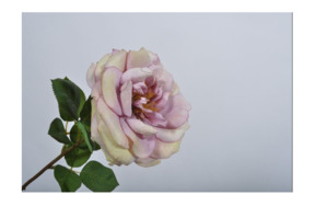 Цветок искусственный Silk-ka "Роза" 57см (лавандовый)