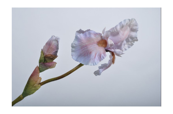Цветок искусственный Silk-ka "Ирис" 79см (оранжево-лавандовый)