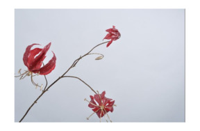 Цветок искусственный Silk-ka "Глориоза" 80см (фуксия)