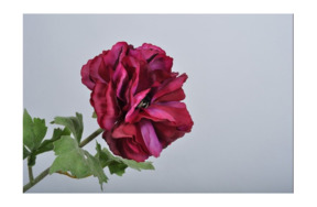 Цветок искусственный Silk-ka "Ранункулюс" 54см (темно-красный)