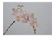 Цветок искусственный Silk-ka "Орхидея" 70см (розово-белый)