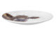 Набор тарелок десертных Royal Worcester Забавная фауна 16,5 см, 4 шт, фарфор костяной