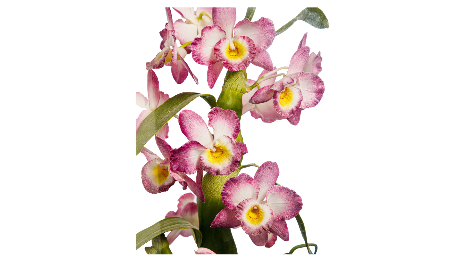 Орхидея диндробиум из холодного фарфора
