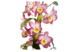 Орхидея диндробиум из холодного фарфора