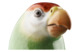 Фигурка Meissen Попугай, смотрящий направо 22 см
