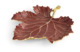 Чаша-лист Michael Aram Виноградная лоза 20 см, красный