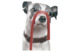 Фигурка Lladro Джек-рассел с лакрицей 27х34 см, фарфор