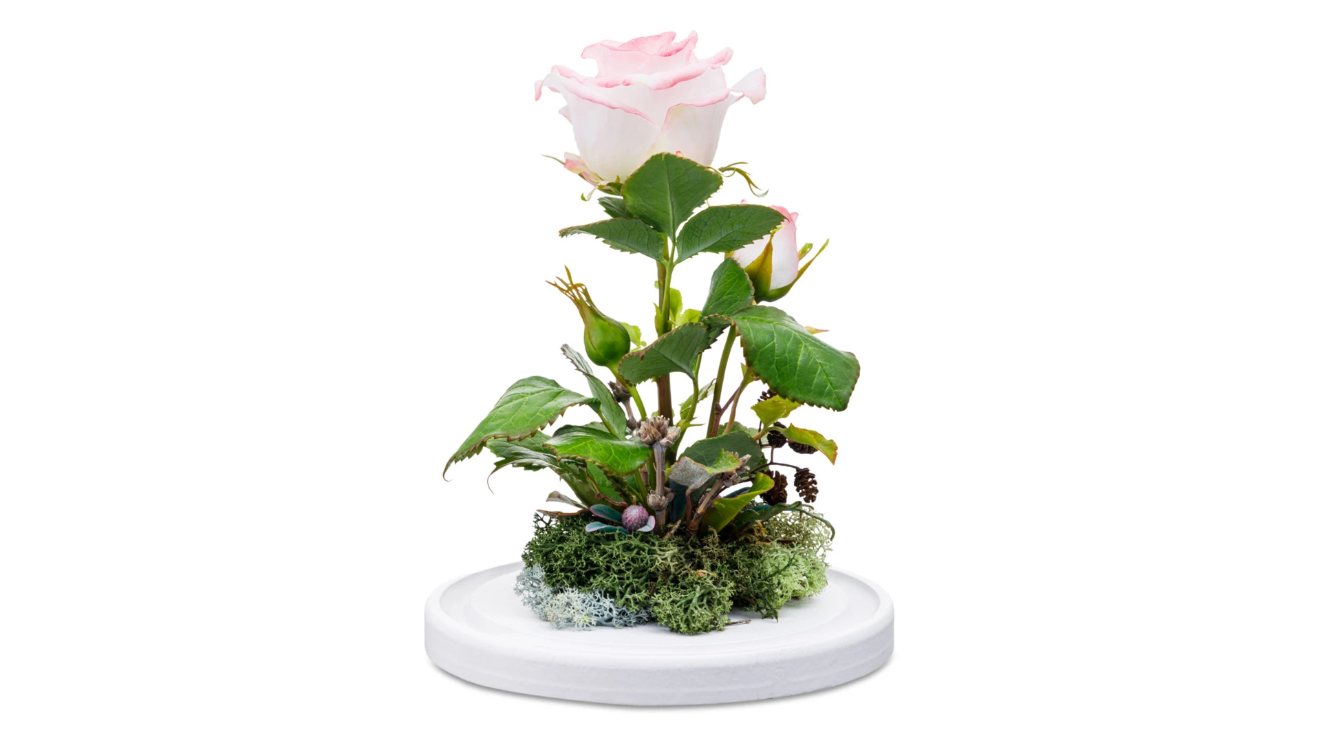 Роза Дольче Вито из холодного фарфора в куполе, п/к