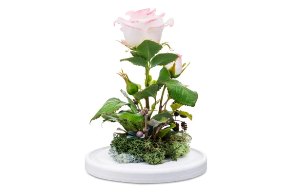 Роза Дольче Вито из холодного фарфора в куполе, п/к