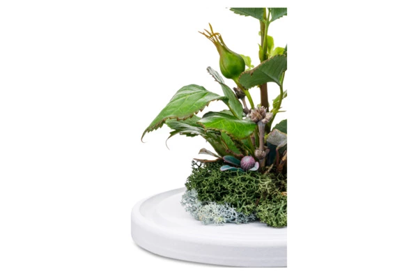 Роза Дольче Вито из холодного фарфора в куполе, п/к