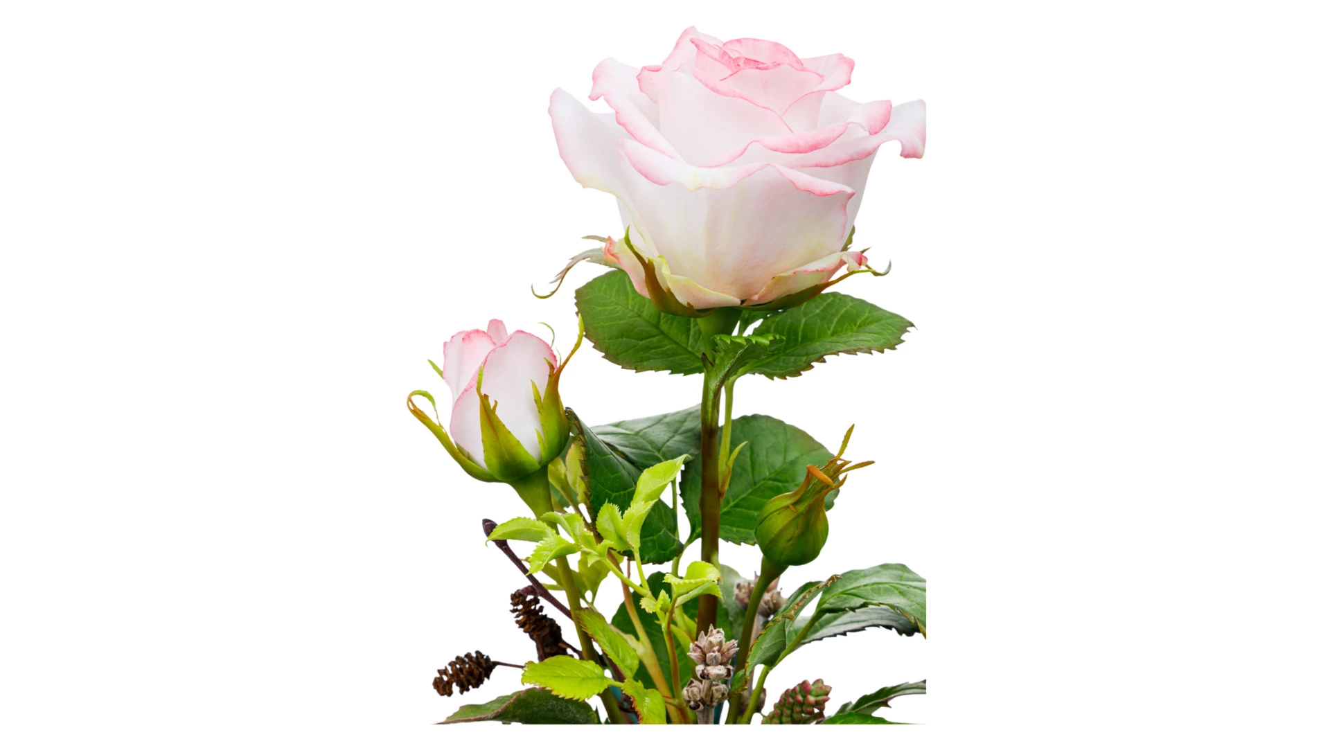 Роза Дольче Вито из холодного фарфора в куполе, п/к