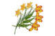 Брошь Русские самоцветы Нарцисс несравненный 18,78 г, серебро 925