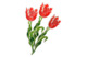 Брошь Русские самоцветы Тюльпан Елагин 11,28 г, серебро 925