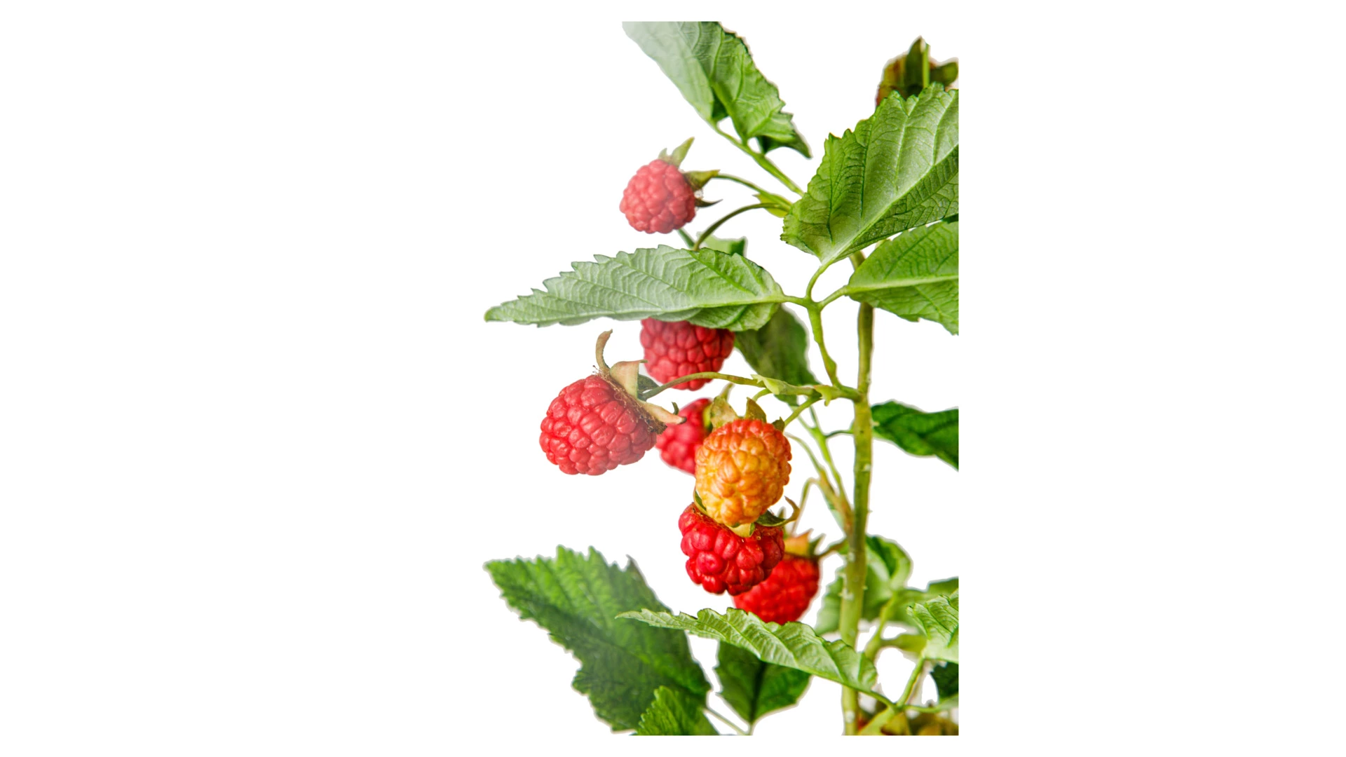 Композиция из холодного фарфора Ягодное лето