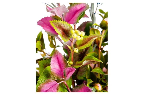 Букет пионов с клематисами из холодного фарфора