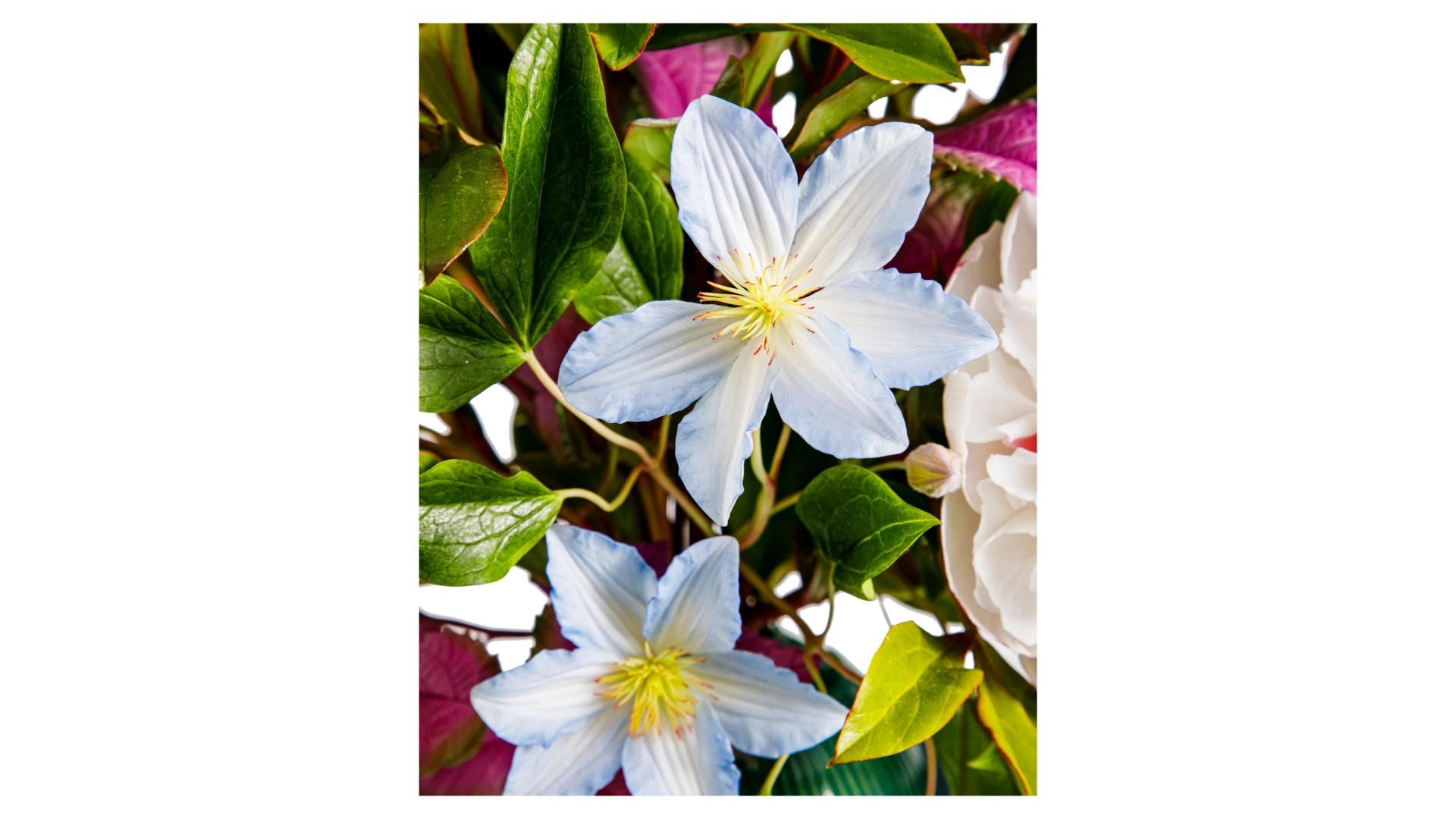 Букет пионов с клематисами из холодного фарфора