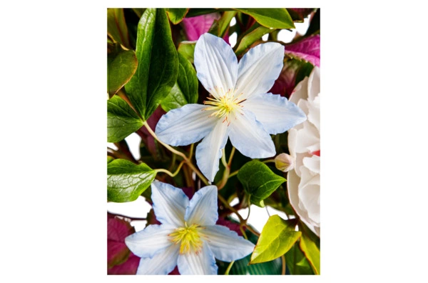 Букет пионов с клематисами из холодного фарфора