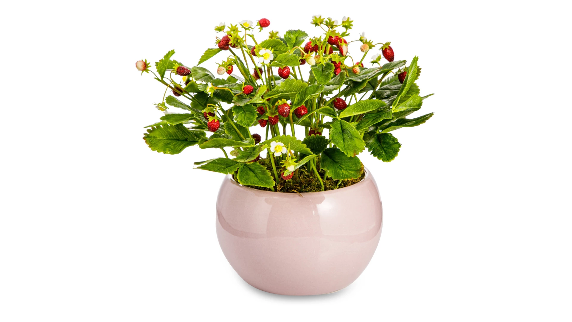 Композиция из холодного фарфора Земляника