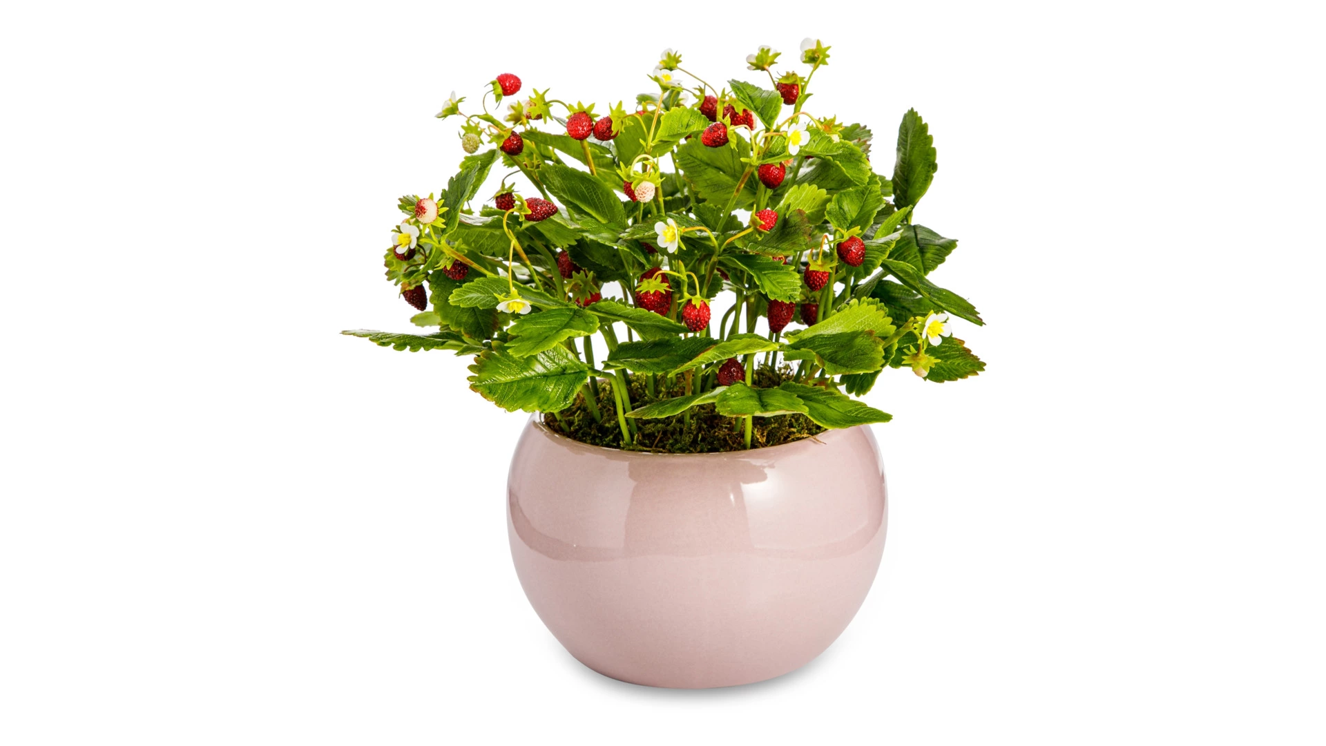 Композиция из холодного фарфора Земляника