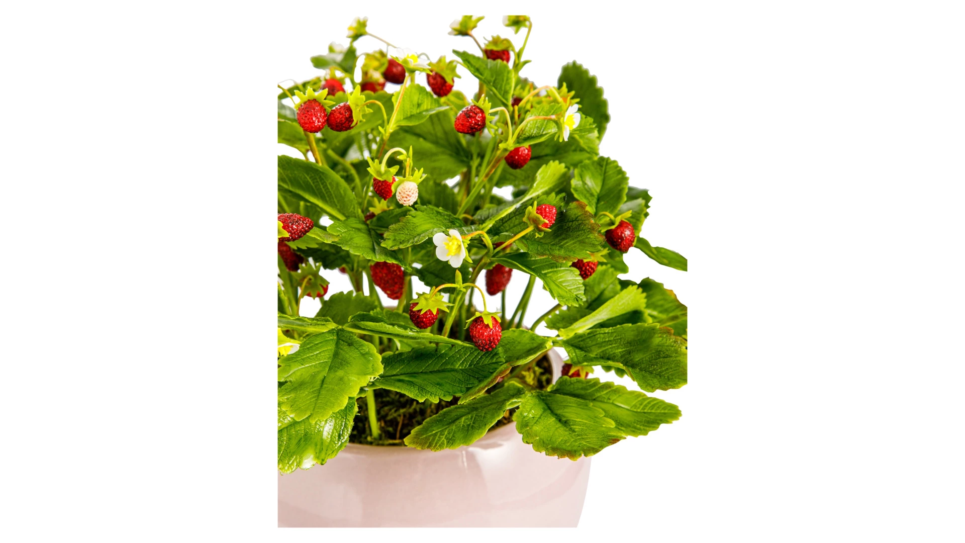 Композиция из холодного фарфора Земляника