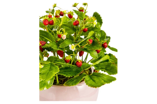 Композиция из холодного фарфора Земляника