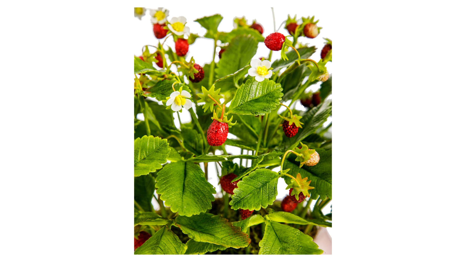 Композиция из холодного фарфора Земляника