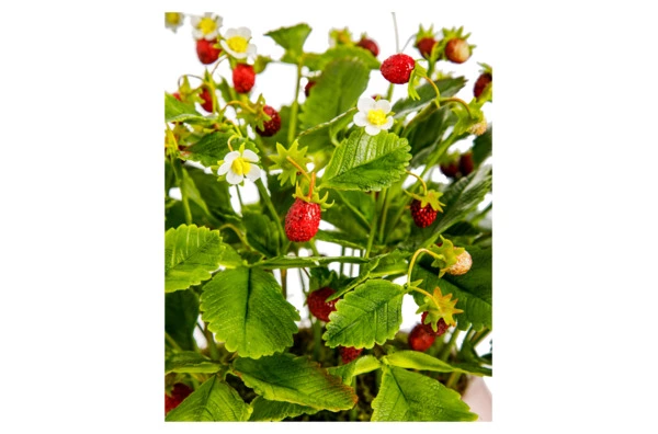 Композиция из холодного фарфора Земляника