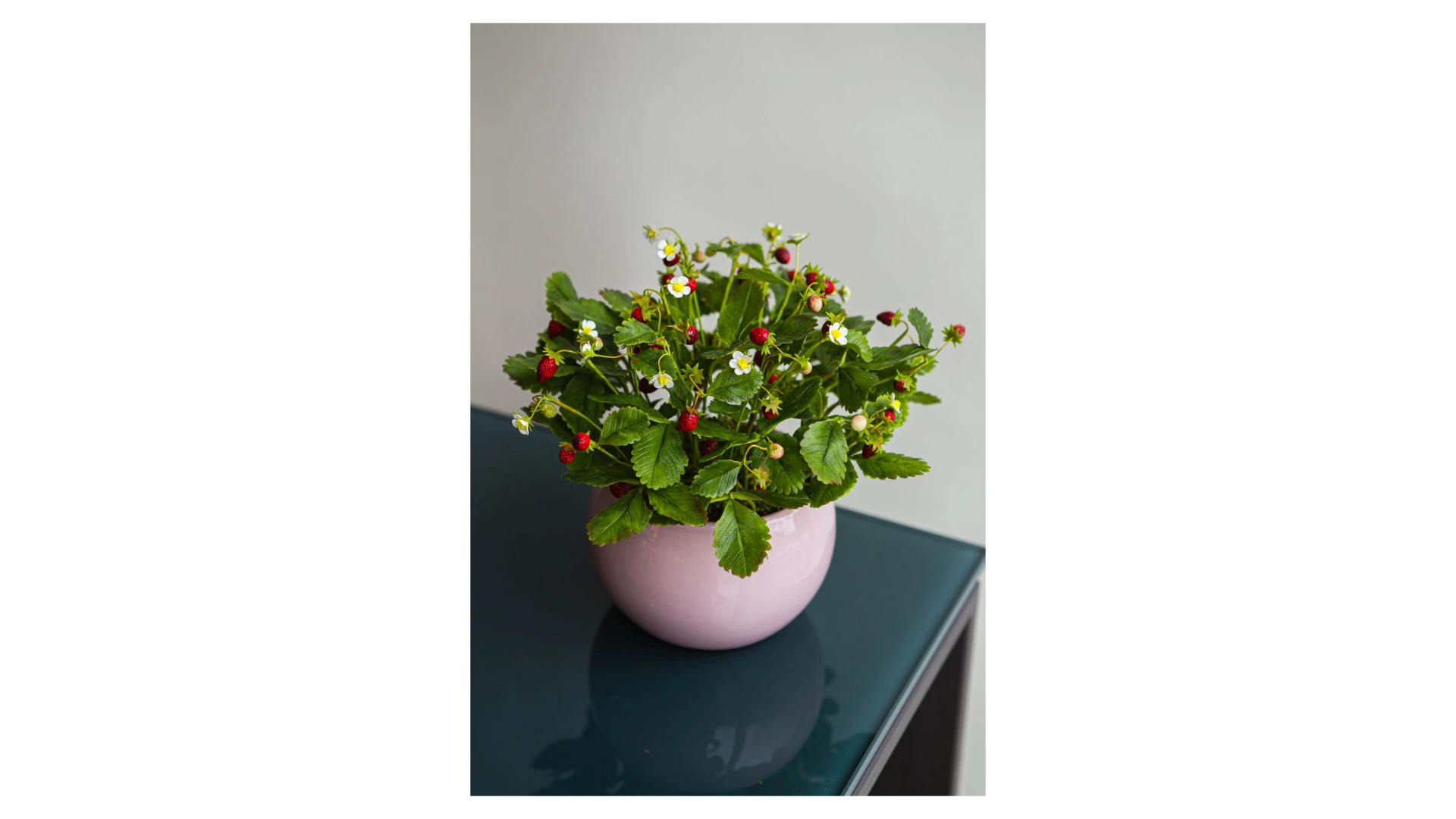 Композиция из холодного фарфора Земляника