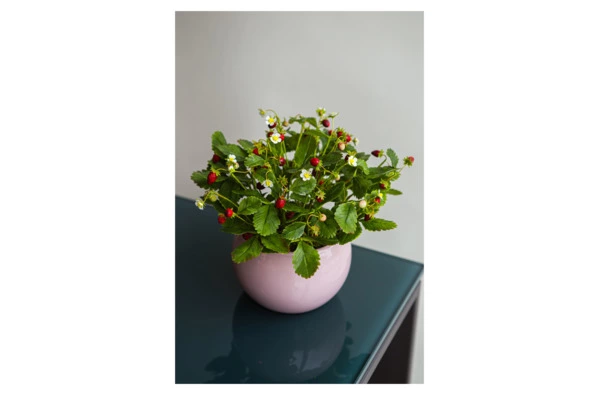 Композиция из холодного фарфора Земляника