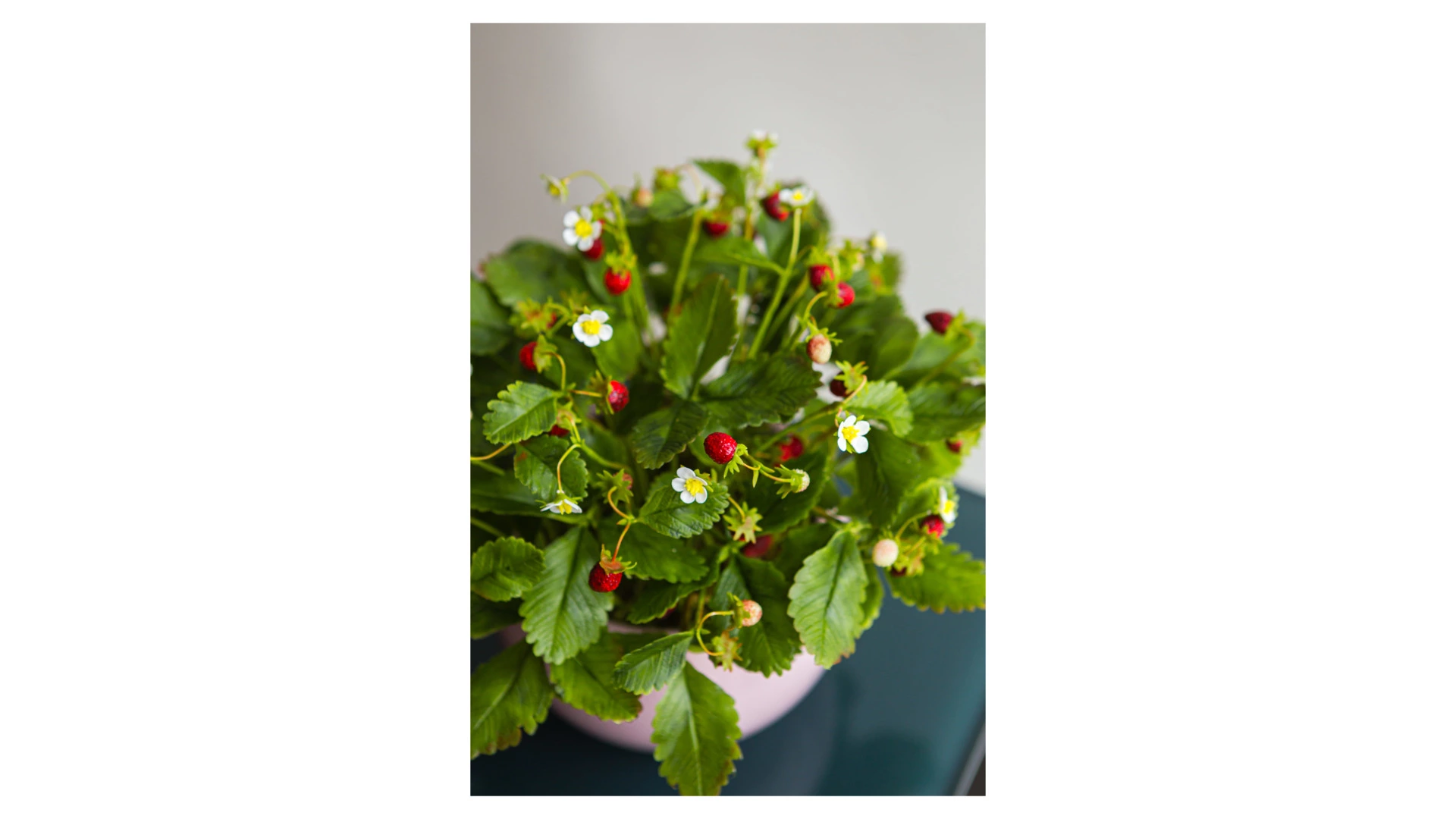 Композиция из холодного фарфора Земляника