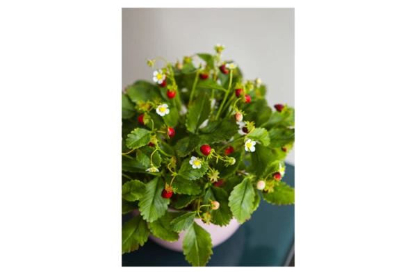 Композиция из холодного фарфора Земляника