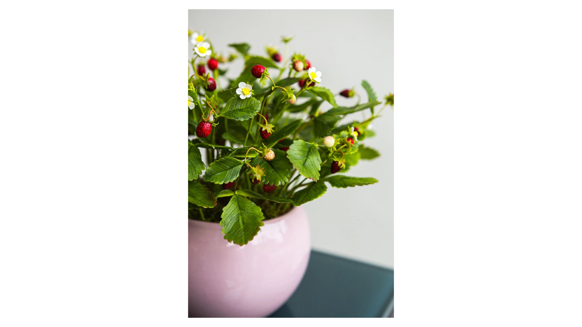 Композиция из холодного фарфора Земляника