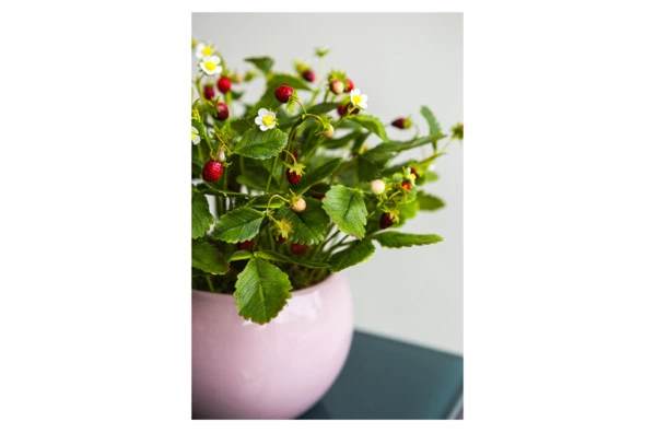 Композиция из холодного фарфора Земляника