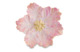 Блюдо-лист Michael Aram Тюльпан 17,5 см, сталь нержавеющая, розовое