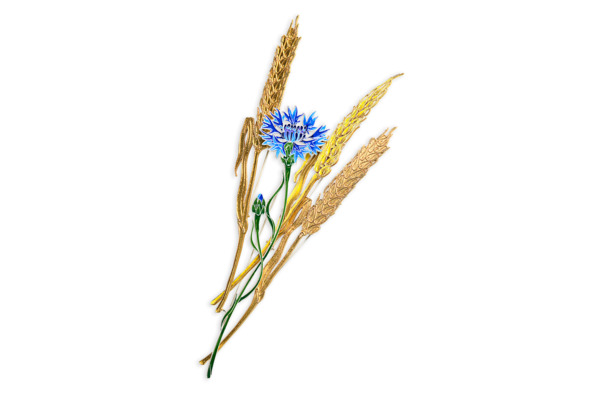 Брошь Русские самоцветы Пшеница 15,22 г, серебро 925