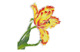 Брошь Русские самоцветы Дворцовый тюльпан 37,54 г, серебро 925