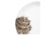 Тарелка обеденная Royal Worcester Забавная фауна Сова 26,5 см